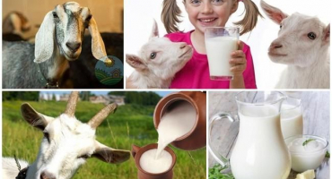 Obsah tuku v kozím a kravském mléce a jak zjistit doma